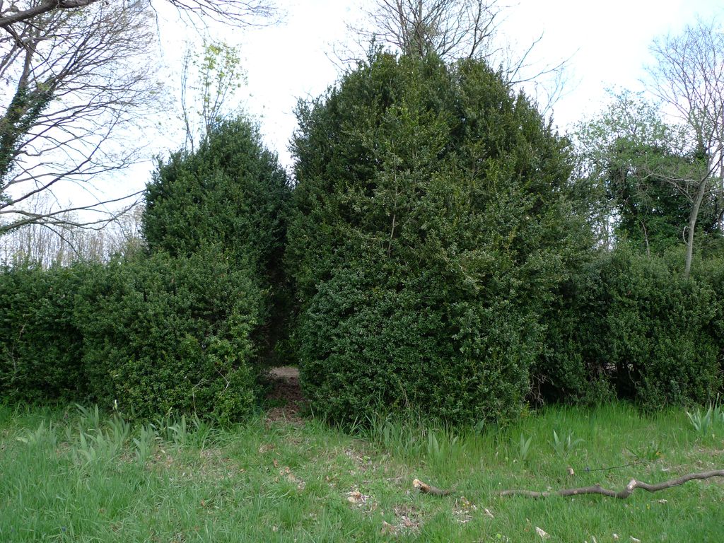 Parc, allée de buis principale, passage latéral.