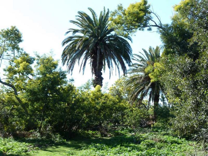 Parc côté sud : allée courbe et palmier.