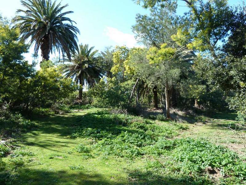 Parc côté sud : allée courbe, palmiers et mimosas.