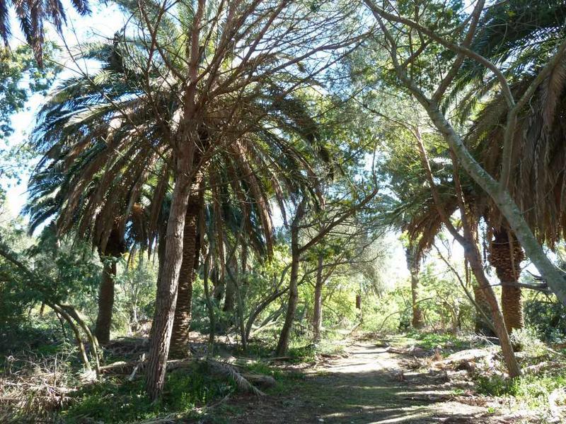 Parc côté sud : allée de palmiers.