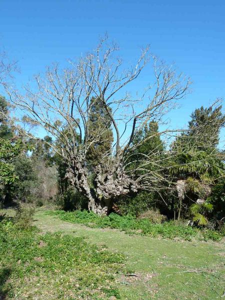 Parc côté sud : mûrier noir (morus nigra) au tronc difforme.