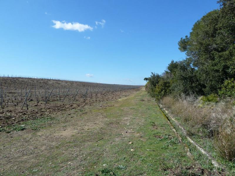 Vignes à l'ouest du château et de son parc, celui-ci est délimité par un petit canal d'irrigation.