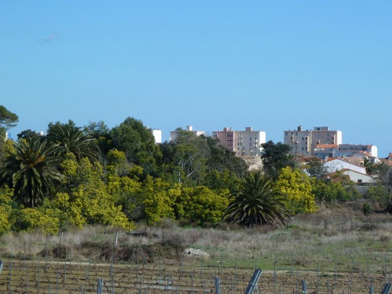 Au sud du château et de son parc, après les vignes, on apreçoit les immeubles du front de mer de Canet-Plage.