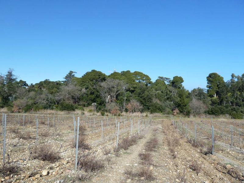 Vignes du domaine de l'Esparrou, à l'ouest du château dissimulé dans son parc.