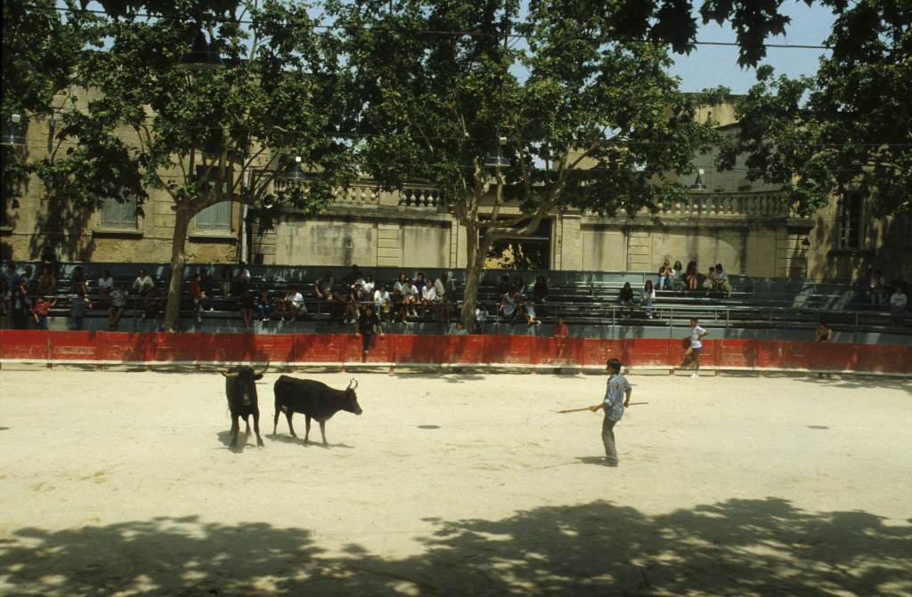 Arènes, taureaux.