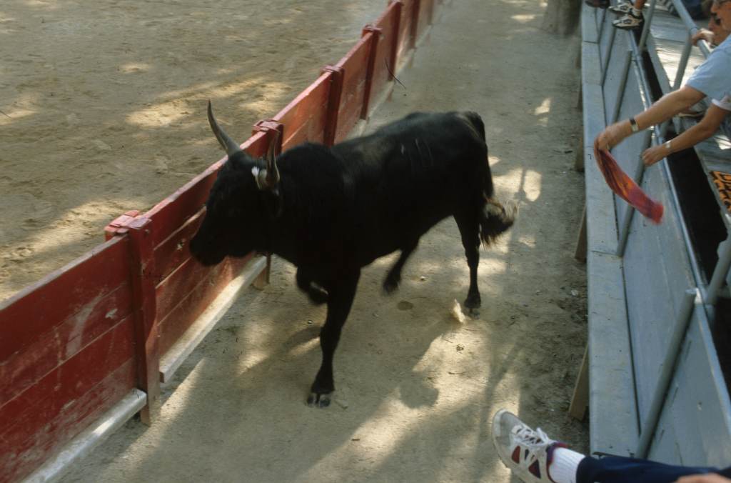 Taureau dans la contrepiste.