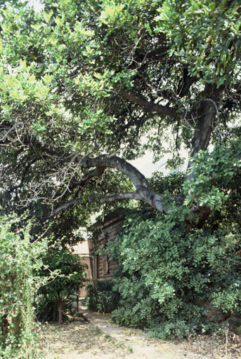 Le cabanon, caché sous son caroubier.