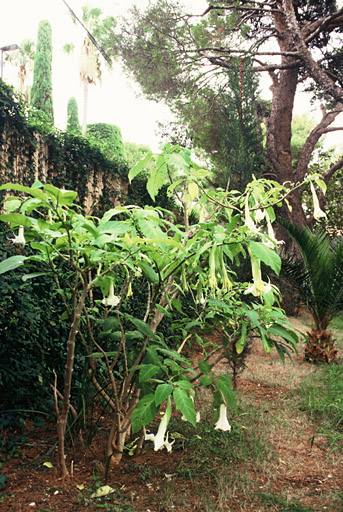 Jardin, arbustes à fleurs dans la partie est.