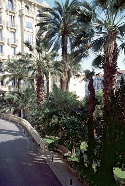 Jardin, route, palmiers et bancs.