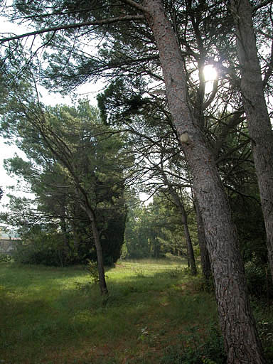 Allée du cimetière.