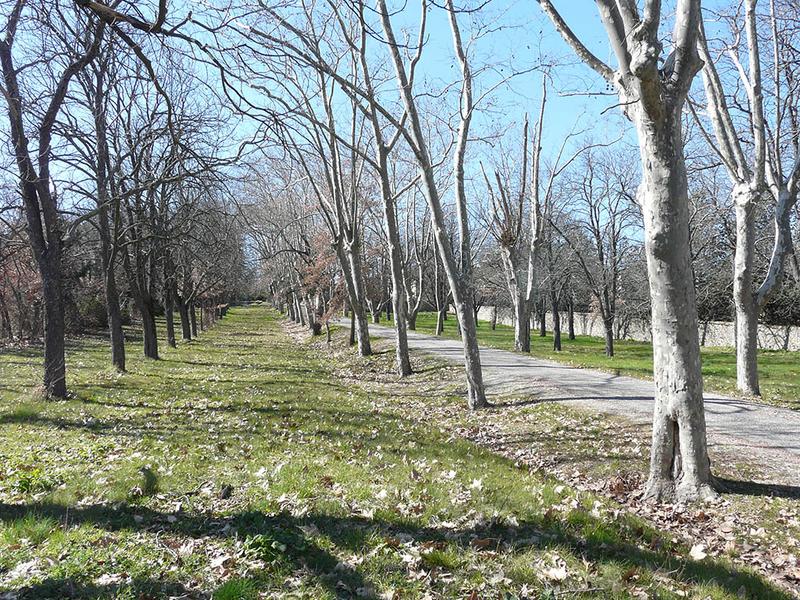 Avenue d'accès et ses alignements d'arbres, vue vers l'ouest.