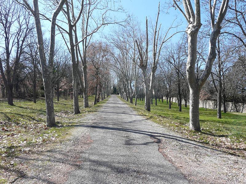 Avenue d'accès et ses alignements d'arbres, vue vers l'ouest.