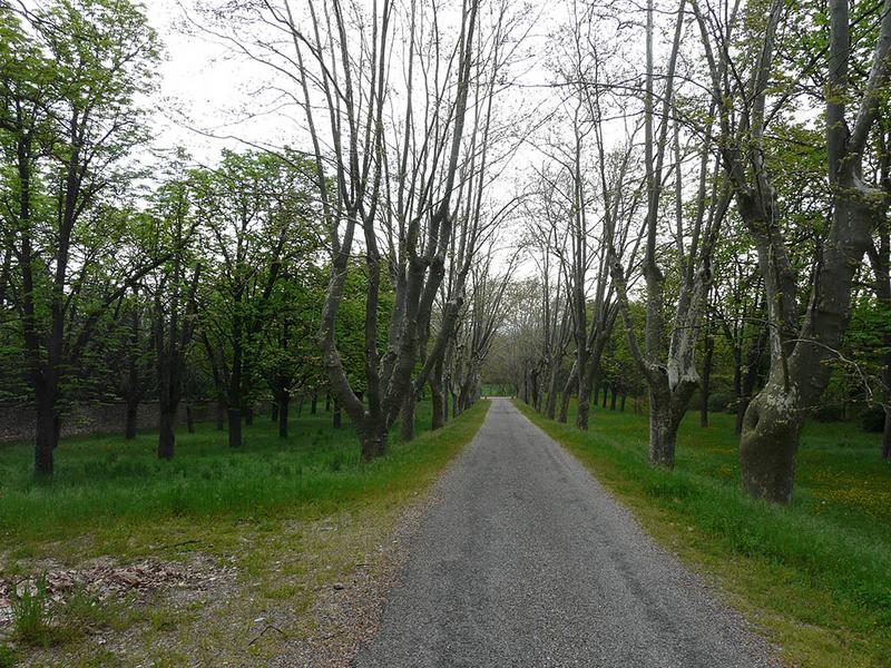 Partie basse de l'avenue d'accès, vue vers l'est.