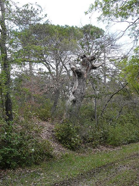 Chêne mort et pins de l'allée cavalière.