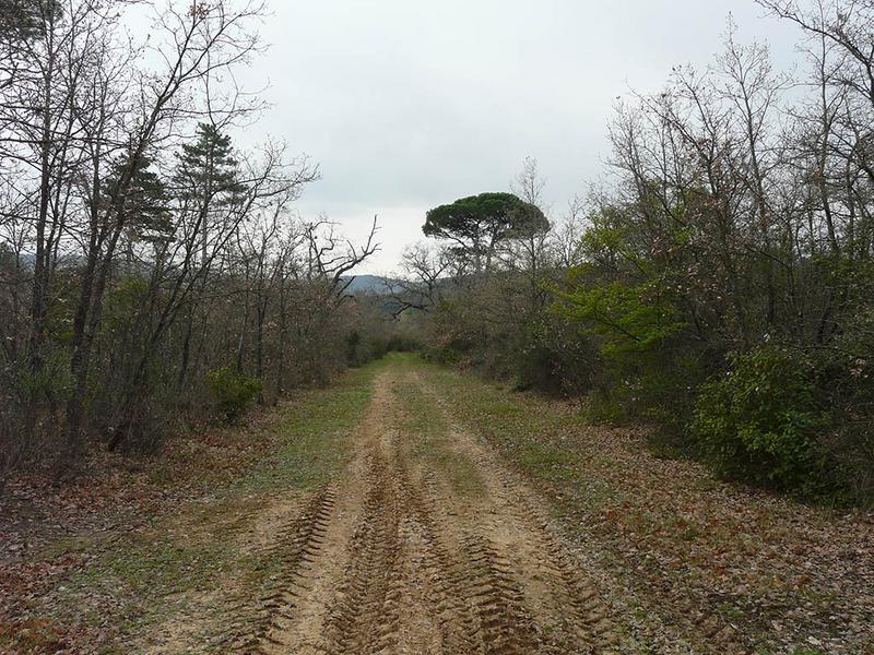 L'allée cavalière, vue vers le sud.