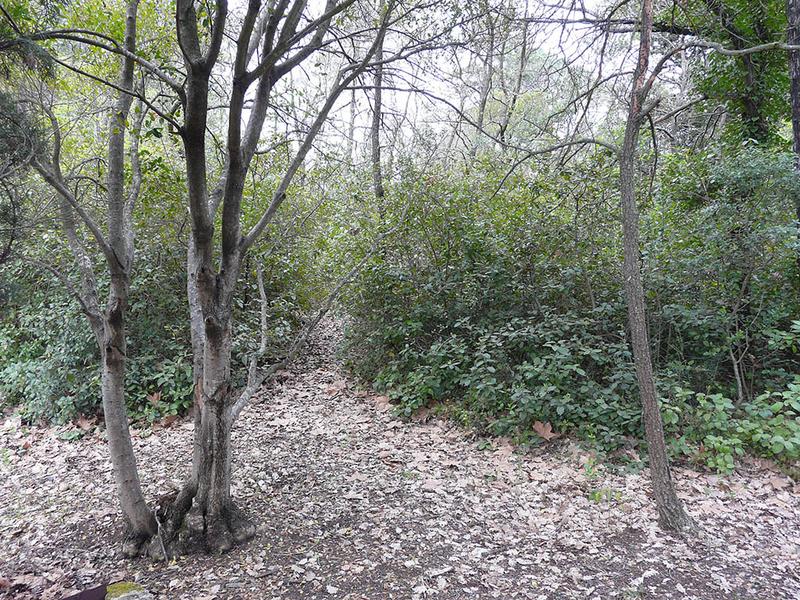 Bosquet dans la partie Sud-Ouest du parc.