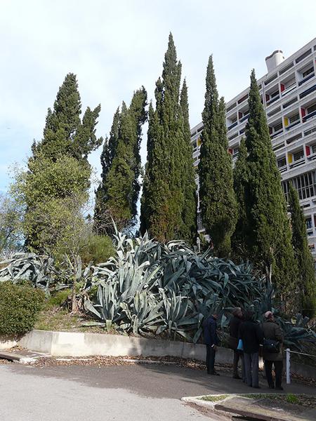 Partie Ouest du jardin, butte platée de cyprès et de cactées.