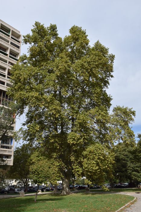 parc, vue partielle