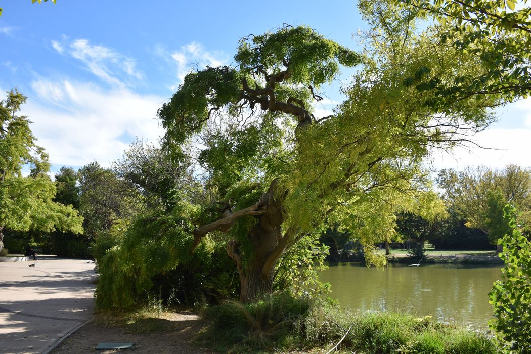 parc, arbre remarquable : Sophora du Japon