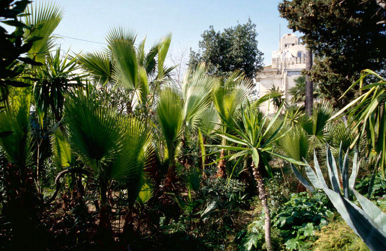 Jardin, végétation.