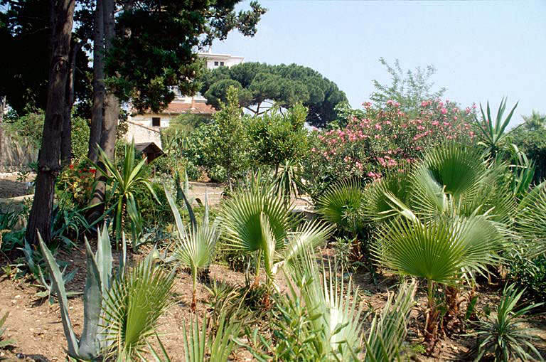 Plantes exotiques du jardin.