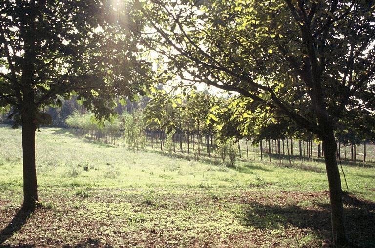 Vue des alignements d'arbres (ancienne pépinière).