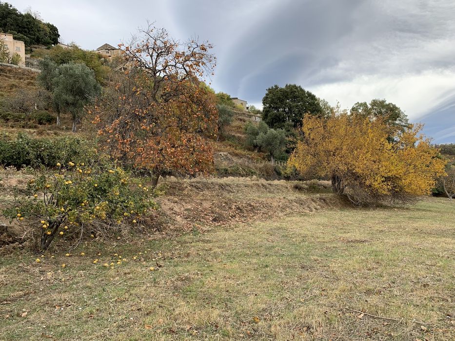 jardin, vue partielle