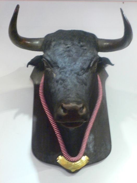 tête de taureau Campanero naturalisée - © Ministère de la Culture (France), Conservation des antiquités et des objets d’art de l’Hérault – Tous droits réservés