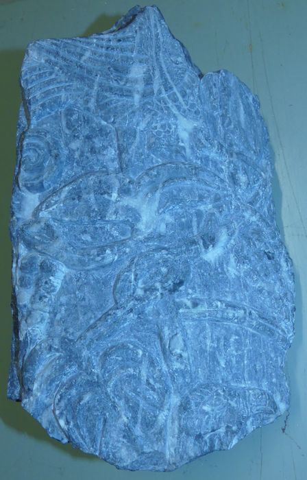 fragment de colonnette