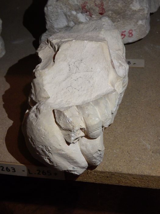 fragment sculpté : Pied de monstre (n°259)