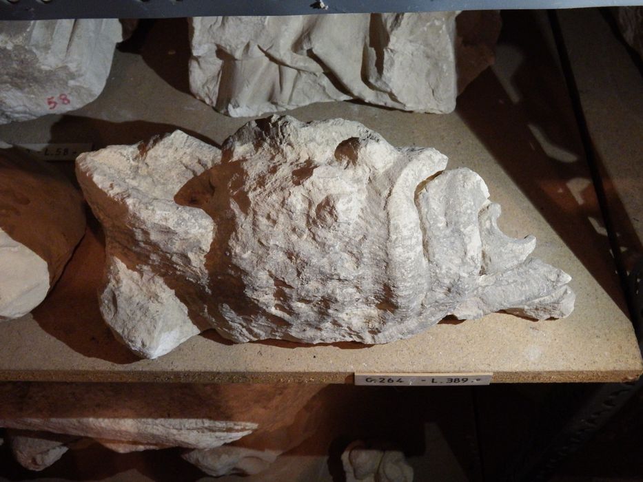 fragment sculpté : Tête de monstre (n°264) - © Ministère de la Culture (France), Conservation des antiquités et des objets d’art de l'Yonne – Tous droits réservés