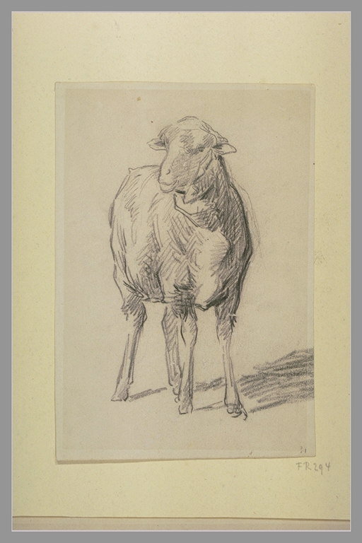 Mouton, vu de face