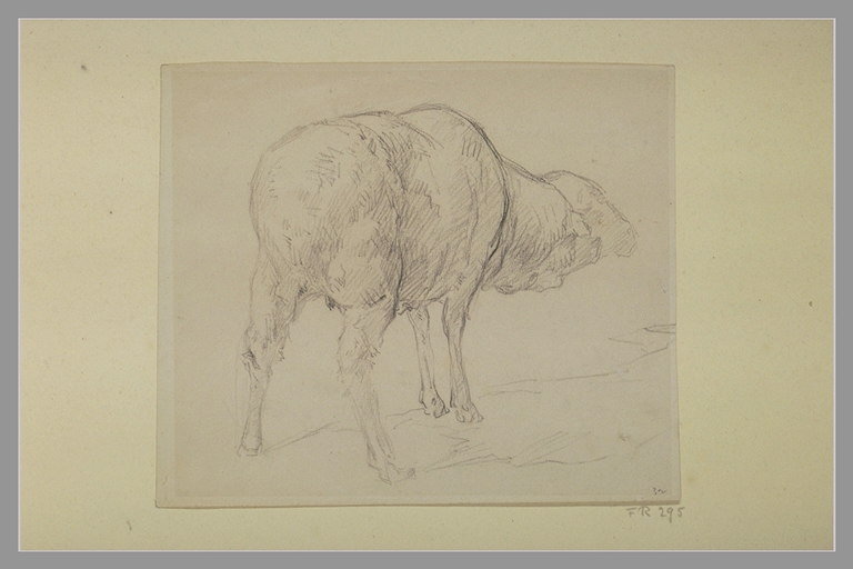 Mouton, vu par derrière