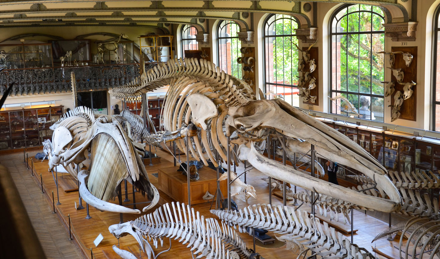 Muséum national d’histoire naturelle